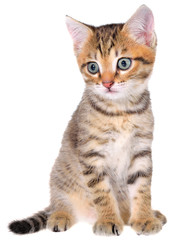 Fototapeta na wymiar Shorthair brindled kitten isolated