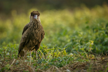bird of pantanal in the nature habitat, wild brasil, brasilian wildlife, pantanal, green jungle, south american nature and wild