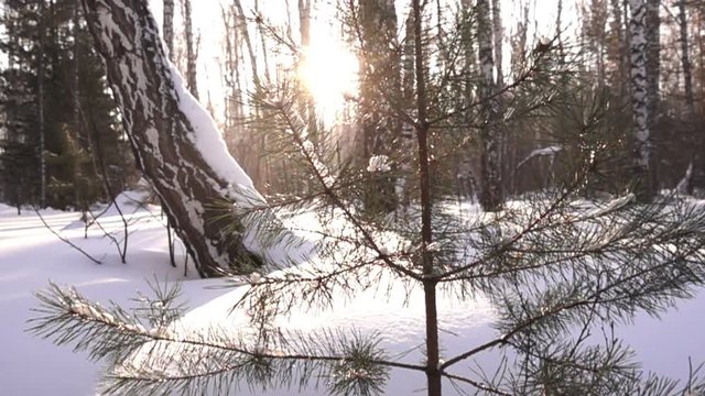 snow-covered  winter forest and small pine-tree on foreground