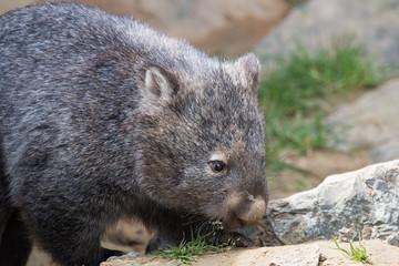 Wombat commun