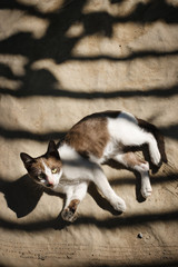 Little Cat Relaxing Outdoors Concept