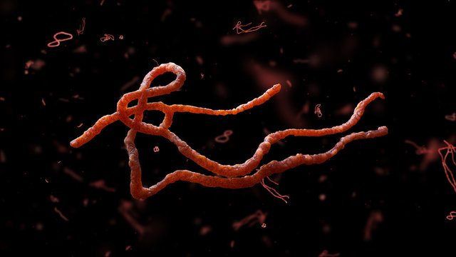 Parasitic nematode worms. Ascaris lumbricoides, which inhabit human intestine and cause disease ascariasis. Detailed 3d model of Ebola Virus on black background. 