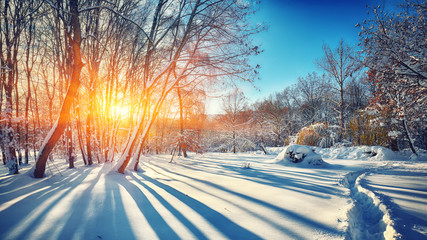 Beautiful winter sunset with trees in the snow