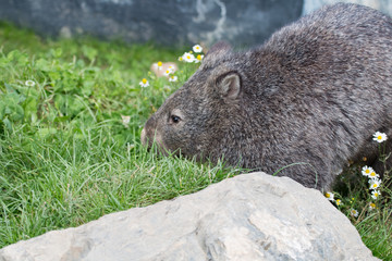 Wombat commun