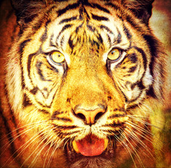 Sumatran Tiger, Panthera tigris sumatrae