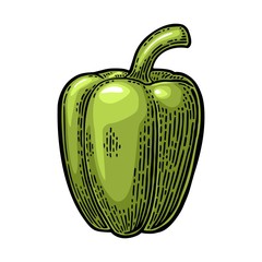 Sweet bell green pepper. Vector vintage engraved illustration