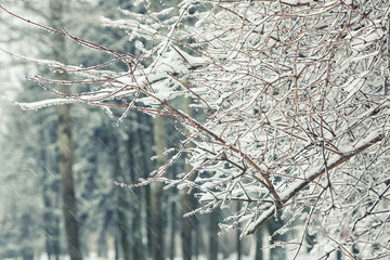 Snow on the branches while snowing