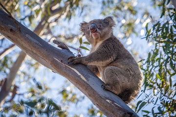 Portrait of Koala sitting on tree branch.