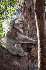 Portrait of Koala hugging a tree.