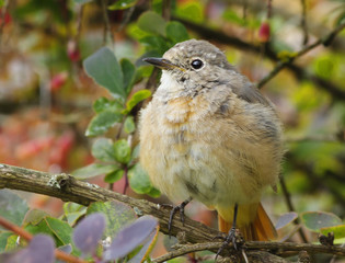 Птенец горихвостки