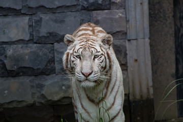Tigre blanc