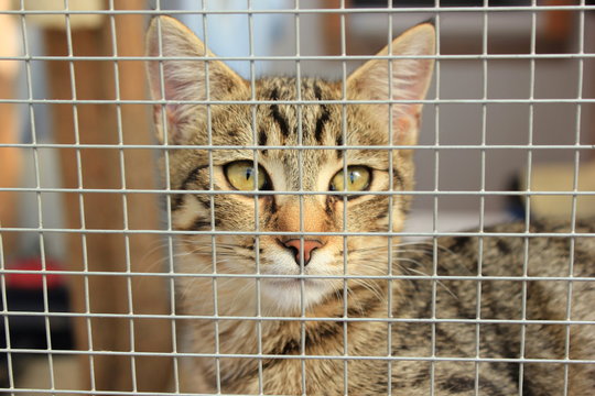 Tierheim (Tierasyl): Katze hinter dem Gitter eines K&auml;figs