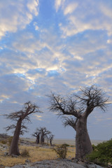 Fototapeta na wymiar Baobab's and clouds at Kubu Island