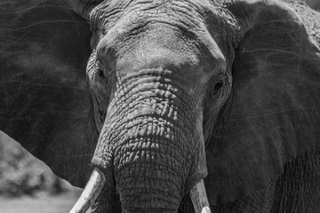 Elephant staring in lens
