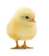 Foto op Plexiglas Schattige kleine kip © gertrudda