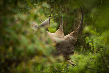 Black Rhino in the bush