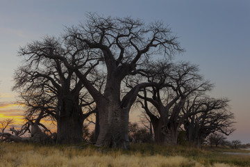 Fototapeta na wymiar Baines Baobab's in early morning light