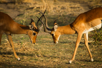 Impala Fighting