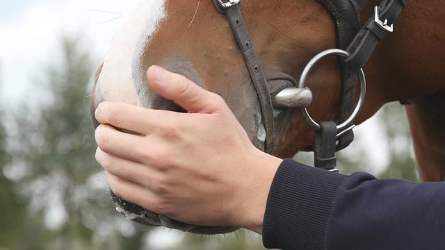 Male hand feeding and caressing muzzle of a horse. Arm of human stroking and petting face of stallion. Care and love for the animals. Close up slow motion