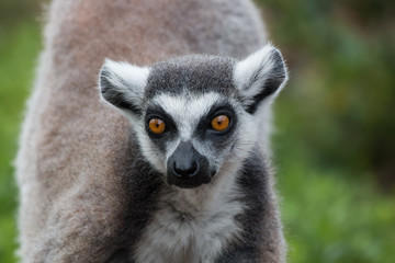 Obraz premium Maki catta