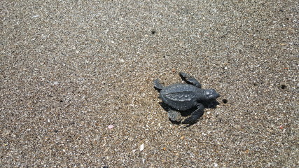 Baby turtle first steps on the beach