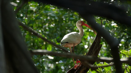 Bird in tree at mangrove of Isla Juan Venado reserve