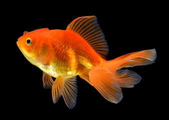 gold fish on black background