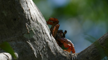 Crab in tree at mangrove of Isla Juan Venado reserve