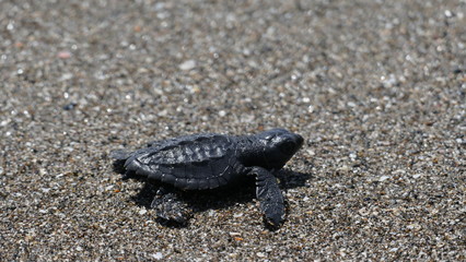 Baby turtle first steps on the beach