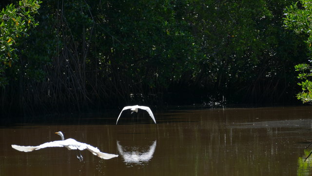 Birds fly in mangrove of Isla Juan Venado reserve