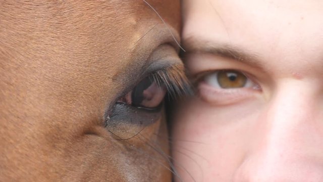 Animal and human eye - horse and man looking together at camera. Close up view of the eye of a beautiful brown stallion and young handsome guy. Detail sight and blinking of boy and mare. Slow motion