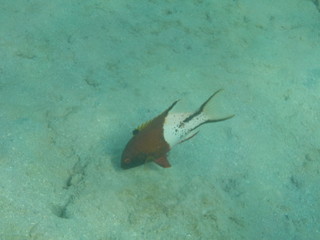 barriera coralli © paolo