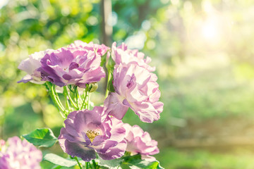 a bunch of roses in the garden (effect len flare)