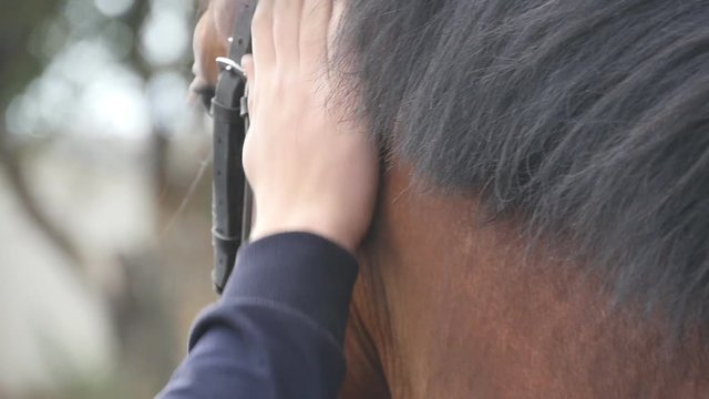 Hand of man stroking mane of horse. Arm of male jockey caresses and petting brown stallion at nature. Care and love for the animals. Close up Slow motion