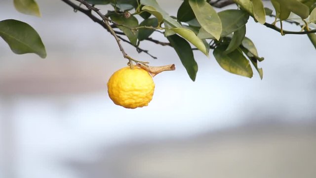 柚子