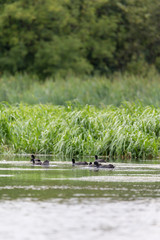 Стая лысух © spanikratov