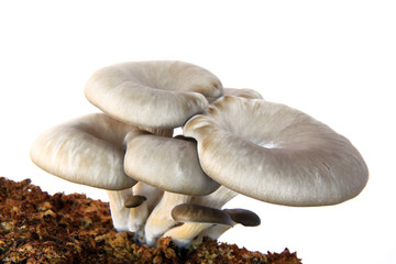 Austernpilze auf Kultursubstrat freigestellt vor weißem Hintergrund