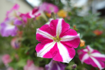 Colorful grass flowers wayside between sidewalk travel