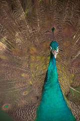 Fototapeta premium Peacock