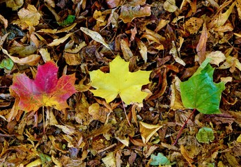 Colourful Leaves