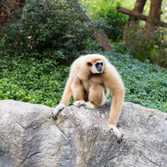 Cute monkey sitting on the stone