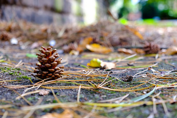 An Acorn