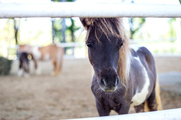 close up Shetland pony in farm