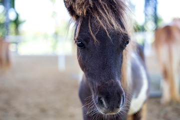 close up Shetland pony in farm