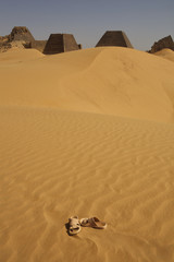 Fototapeta na wymiar Meroe Pyramids, Sudan