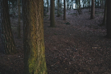 Tree detail in Autumn forest