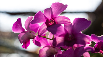 Orchid purple backlit bokeh.