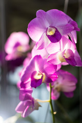 Fototapeta na wymiar Orchid purple backlit bokeh.