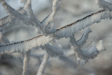 Obraz premium branches of trees in the snow