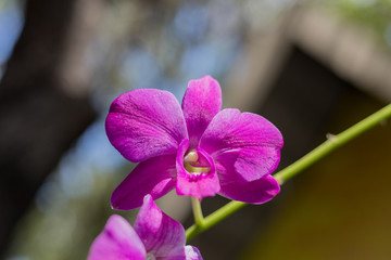 orchid flower